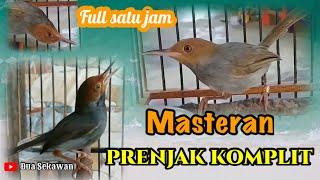 Masteran PRENJAK full isian cocok buat pemikat