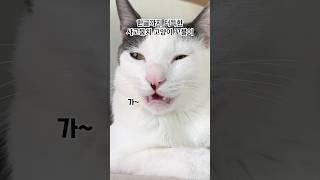카메라 들이대는 집사에게 고양이가 남긴 한 마디