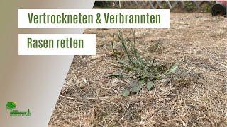 Rasen nach Hitzewelle retten | Rasen wieder grün | Vertrockneten & Verbrannten Rasen retten