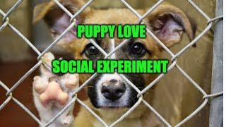 Puppy Love Social Experiment