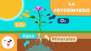 La fotosíntesis de las plantas | Ciencias naturales para niños