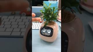 smart flower pot #flowerpot #emotion #demand #imported #leddisplay #robotic #sensor #companion