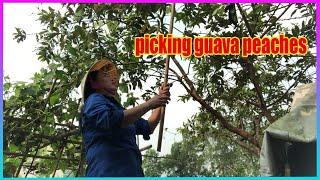 Vlog Daily : Pick guava to eat