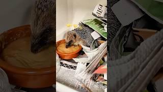 He saved a hedgehog struggling in the mud #hedgehog #shorts