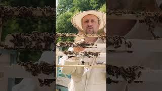 Как получают маточное молочко #пчелы #маточноемолочко #обзор  #bee #алиэкспресс