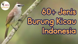 60+ Jenis Burung Kicau Indonesia