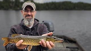 Fishing for Northern Pike in Alaska and properly cleaning them! #alaska #northernpike