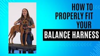 How to Fit the Balance Harness | Best No-Pull Dog Harness from Blue-9