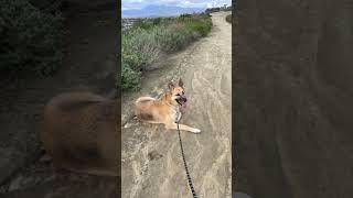My dog  doing this trend