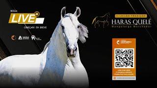 Live de Apresentação dos Animais 2º Leilão Tradição Haras Quelé