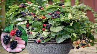 How To Grow, Care, And Harvesting Blackberry in pots - Gardening Tips