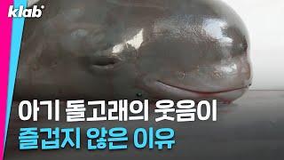 우리 바다에서 일 년에 1,000마리씩 사라지는 이 생물｜크랩