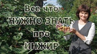 Все что нужно знать про инжир перед посадкой