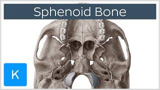 Sphenoid Bone - Definition, Location & Function - Human Anatomy | Kenhub