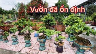 Chia sẽ ace ngắm một số cây mai đẹp vườn nhà