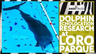 Loro Parque: Cylinder Research with DOLPHINS  | zoos.media