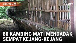 Geger! 80 Kambing di Ponorogo Mati Mendadak | Liputan6