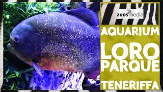 Walk through the AQUARIUM of Loro Parque on Tenerife | zoos.media