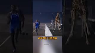 인간과 기린 100m 달리기 결과는?