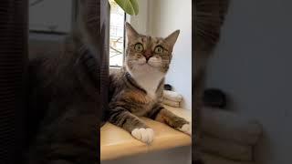 #youtuberlikes #cats #animals