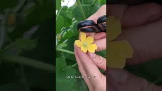 Как формировать дыни и арбузы? #огород #дача #дачныеидеи #садоводство #дачаогород