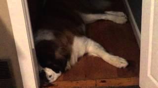 Puppy Dreams