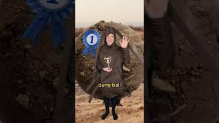 The dung beetle olympics #comedy #music #parody of Kung Fu Fighting by Carl Douglas