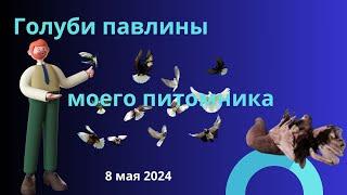 Голуби павлины моего питомника 8 мая 2024.