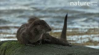 Female European otter grooming her cub on a rock, with the cub falling into the water, Scotland