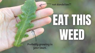 Hairy Cat's Ear: the common edible weed that you've been missing out on