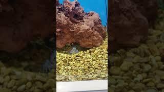 Little Blue lobster eating shrimp pellets