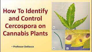 How To Identify and Control Cercospora on Cannabis Plants
