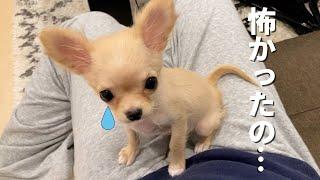 嫌なことがあるとすぐおひざに来て甘えてくる子犬がこちらです