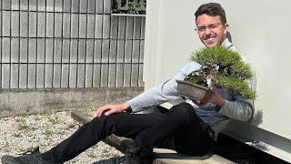 黒松盆栽. Black pine. Чёрная сосна | Bonsai. Япония. Japan. 日本 Купить бонсай. 盆栽を買う