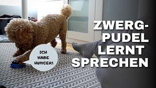 Zwergpudel Moki lernt sprechen - Hunde Buzzer dem Hund beibringen