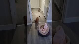 What it’s like having 2 Dachshunds | #dachshund #shorts