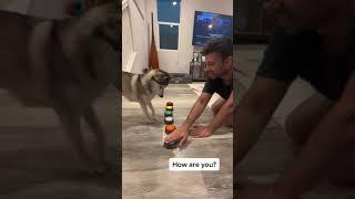 Sapphie the pomsky and daddy communicate with buttons