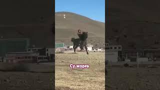 Жорға айғыр. #youtubeshorts #horse #reels #automobile #горы #animals #лошади #кони #rek #love