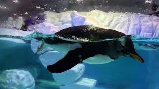 Penguins | Water Aquarium | The Mall of Dubai | UAE  4k