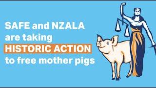 SAFE and NZALA are taking historic action for mother pigs