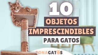 Qué NECESITA un gato: 10 objetos IMPRESCINDIBLES ️