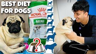Best Diet For Pugs (Puppy To Adult) 100% Effective | Pug Diet Plan | Diet For Pug | Pug Puppy Diet