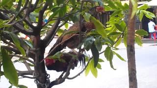 Chicken couples on a branch of tree