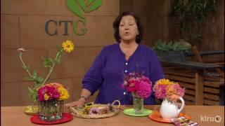 Butterfly-loving zinnias |Trisha Shirey |Central Texas Gardener