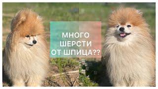 А ШЕРСТИ МНОГО ОТ ШПИЦА?