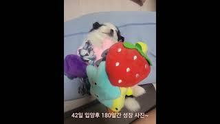봉구의 180일간 성장일기 1/5 #반려견 #댕댕이 #강아지성장일기 #shorts