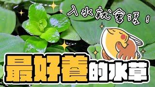 你的草缸好夥伴超好養的工具水草就是他！｜AC草影水族 Simple and easy to cultivate tool aquatic plants!