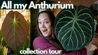 All my Anthurium + care tips | Plant with Roos