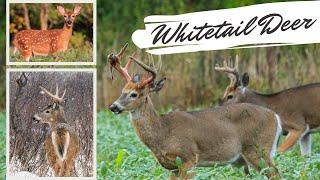 Whitetail Deer Videos | AMAZING Up Close Footage!