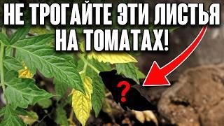 НИКОГДА не удаляйте на томатах ЭТИ листья, если хотите вкусный урожай!